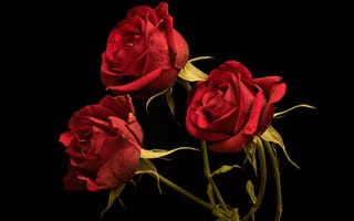 Картинка Розы, Красный, красные, Черный, три, втроем, на, черном, Трое, роза, красная, красных, фоне, цветок, Цветы