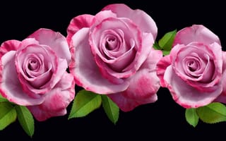 Картинка Розы, Розовый, розовая, планом, вблизи, три, фоне, розовые, Черный, Цветы, втроем, Крупным, роза, на, цветок, черном, Трое, розовых