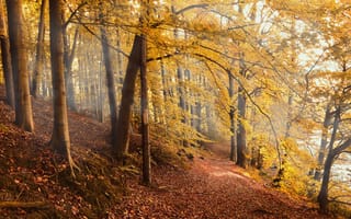Обои лист, Осень, Леса, деревьев, Деревья, дерева, лес, осенние, Природа, Листва, дерево, Листья