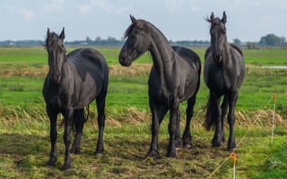 Картинка Лошади, Черный, черные, втроем, черных, Животные, Трое, Трава, черная, лошадь, траве, животное, три