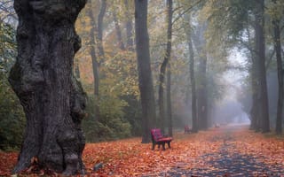 Картинка Листва, тумана, лист, тумане, осенние, Осень, Туман, Парки, Природа, Аллея, аллеи, Листья, парк