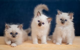 Картинка котенок, кот, котенка, Котята, белая, животное, кошка, белых, Белый, Кошки, втроем, Трое, котят, три, Birman, коты, Животные, белые