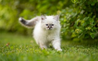 Обои Котята, коты, Трава, белые, животное, Кошки, Белый, Birman, котенок, белых, Животные, траве, кошка, котенка, кот, котят, белая