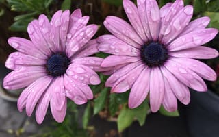 Картинка Osteospermum, Двое, фиолетовые, капля, Цветы, вдвоем, фиолетовых, два, планом, фиолетовая, цветок, вблизи, Крупным, капельки, капель, Капли, Фиолетовый, две