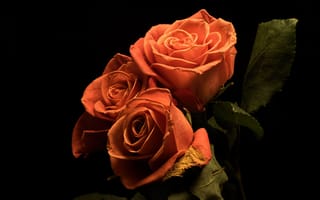 Картинка роза, оранжевая, оранжевых, оранжевые, Черный, на, Цветы, фоне, Розы, втроем, черном, Трое, Оранжевый, цветок, три