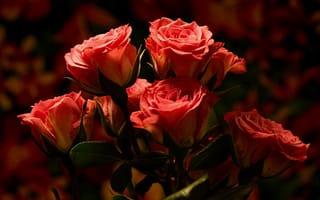 Обои боке, Розы, Размытый, цветок, роза, Цветы, розовые, Розовый, розовая, розовых
