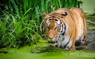 Картинка тигр, болотом, Тигры, воде, Болото, Вода, болоте, животное, Животные
