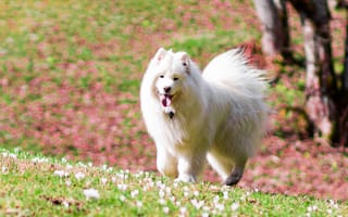 Картинка Самоедская, собака, Собаки, животное, Белый, белая, белые, Животные, белых