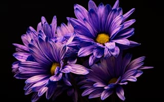 Картинка фиолетовые, цветок, на, Черный, Крупным, вблизи, фоне, Фиолетовый, планом, Хризантемы, черном, фиолетовых, фиолетовая, Цветы