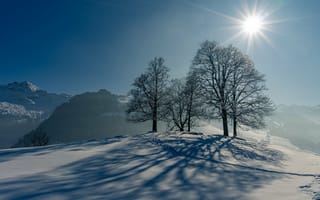 Обои Лучи, света, деревьев, снеге, Деревья, Тень, снегу, снега, дерева, Снег, Природа, Солнце, солнца, Зима, дерево, зимние