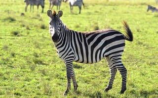 Обои зебра, Сбоку, траве, Трава, животное, Животные, Зебры