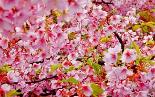 Обои сакуры, Цветы, ветка, деревья, ветке, Ветки, Сакура, вблизи, ветвь, на, Цветущие, цветок, планом, Крупным