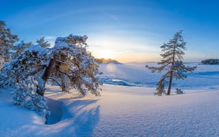 Обои Финляндия, Kotka-Hamina, Утро, дерева, зимние, снега, снегу, Деревья, Снег, деревьев, снеге, дерево, Зима, Природа