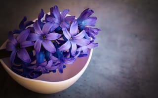 Картинка фиолетовых, цветок, фиолетовая, планом, Цветы, вблизи, Гиацинты, Фиолетовый, фиолетовые, Крупным