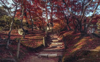 Картинка Листья, Япония, Shukkeien, дерево, Hiroshima, Garden, Осень, Природа, осенние, деревьев, парк, Деревья, лист, Лестница, лестницы, Парки, Листва, дерева