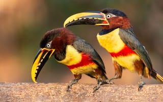 Обои птица, Туканы, Pteroglossus, два, Двое, две, Птицы, castanotis, вдвоем, Клюв, животное, Животные