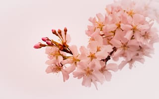 Картинка сакуры, Весна, Цветущие, Природа, Сакура, деревья, на, ветвь, ветка, весенние, Ветки, ветке