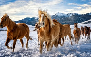 Обои Лошади, Бег, снеге, животное, лошадь, бежит, Стадо, бегущая, снега, бегущий, Животные, Снег, снегу