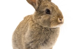 Картинка Кролики, Животные, фоне, белым, белом, кролик, животное, фоном, Белый