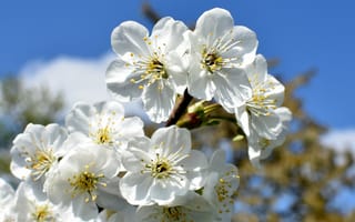 Картинка сакуры, cherry-tree, белая, белые, Белый, белых, цветок, Цветы, Сакура, Цветущие, деревья