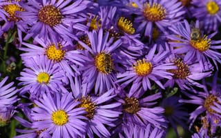 Обои Пчелы, фиолетовых, Много, Фиолетовый, фиолетовые, фиолетовая, Астры, цветок, Цветы