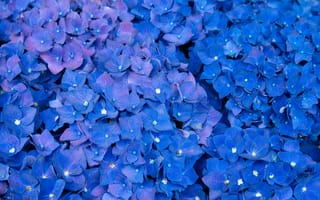 Обои синих, Цветы, Гортензия, Много, Синий, цветок, синяя, синие