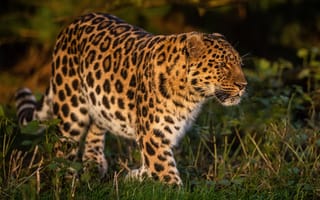 Картинка Леопарды, боке, Животные, леопард, животное, Размытый, траве, Трава