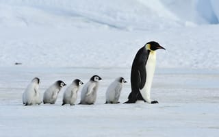 Картинка Семья, Пингвины, Мама, животное, Мать, Детеныши, Emperor, Penguins, Животные