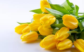 Картинка желтая, Тюльпаны, Цветы, цветок, желтых, желтые, Желтый, тюльпан