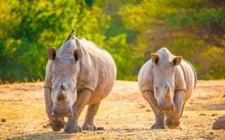 Обои Носороги, Двое, животное, Животные, вдвоем, две, два