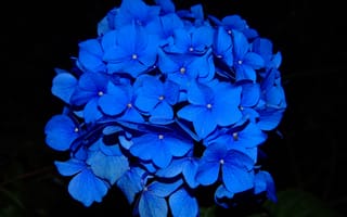Картинка синие, цветок, вблизи, Синий, синяя, планом, Черный, фоне, Крупным, синих, на, Гортензия, Цветы, черном