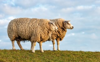 Обои Овцы, Двое, животное, Животные, два, Трава, траве, две, вдвоем