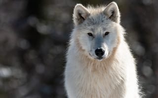 Картинка волк, Canis, lupus, смотрят, белая, Животные, животное, Морда, белых, морды, Волки, tundrarum, белые, смотрит, Взгляд, Белый