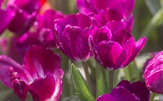 Обои боке, Тюльпаны, капля, фиолетовых, цветок, фиолетовая, планом, капельки, Крупным, Цветы, тюльпан, Размытый, Капли, вблизи, капель, фиолетовые, Фиолетовый
