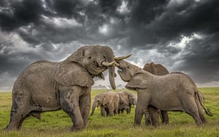 Картинка Слоны, HDR, HDRI, животное, Животные, слон