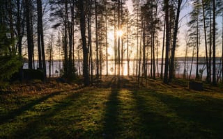 Картинка Финляндия, Lamposelkä, Rantasalmi, дерева, Деревья, деревьев, Озеро, Природа, дерево, лес, Леса