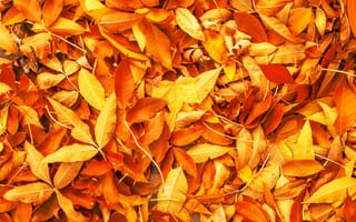 Картинка Листья, Текстура, оранжевые, оранжевых, осенние, Оранжевый, лист, оранжевая, Листва, Осень, Природа