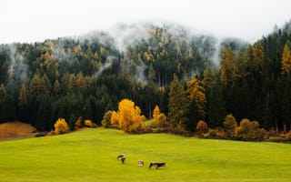 Обои Корова, Туман, тумане, коровы, Природа, Луга, лес, Осень, Леса, тумана, осенние