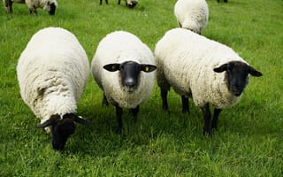 Картинка Овцы, Трава, траве, Животные, животное
