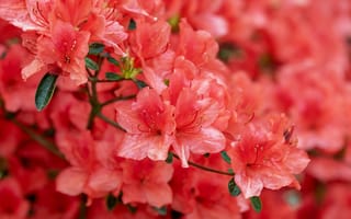 Картинка Japanese, Azalea, Рододендрон, вблизи, Крупным, розовые, Цветы, розовых, цветок, розовая, Розовый, планом