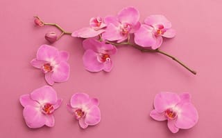 Картинка орхидея, Розовый, Цветы, лепестков, Орхидеи, Ветки, ветке, ветвь, розовые, цветок, ветка, Лепестки, розовых, розовая, на