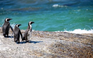 Картинка Пингвины, Море, три, животное, втроем, Животные, Трое