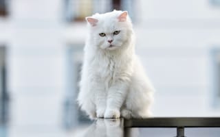Обои кошка, Размытый, животное, Взгляд, смотрят, боке, Белый, белых, белая, коты, кот, смотрит, Животные, Кошки, белые, Сидит, сидящие, сидя