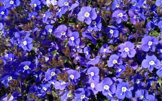 Картинка Aubretia, фиолетовых, фиолетовая, цветок, фиолетовые, Много, Фиолетовый, Цветы