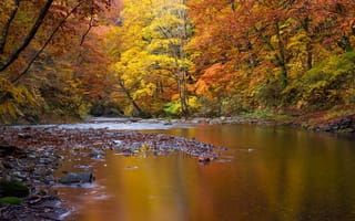 Картинка Осень, Природа, Деревья, дерева, дерево, Пейзаж, Камень, речка, Реки, осенние, Камни, река, деревьев