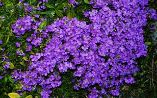 Картинка Aubretia, Фиолетовый, Много, цветок, фиолетовые, Цветы, фиолетовых, фиолетовая