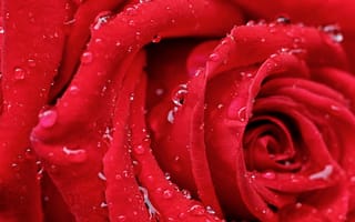 Картинка Розы, красная, Крупным, Цветы, капля, красные, планом, Красный, вблизи, красных, Капли, капель, роза, капельки, цветок