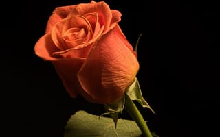 Картинка роза, оранжевая, фоне, вблизи, планом, Розы, Цветы, оранжевые, оранжевых, цветок, черном, на, Черный, Оранжевый, Крупным