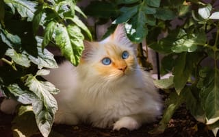 Картинка кошка, Белый, белые, животное, белая, смотрят, смотрит, белых, Кошки, коты, Животные, кот, Взгляд