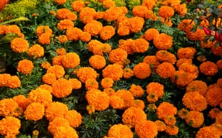 Обои Оранжевый, Цветы, оранжевые, Много, Бархатцы, оранжевая, цветок, оранжевых